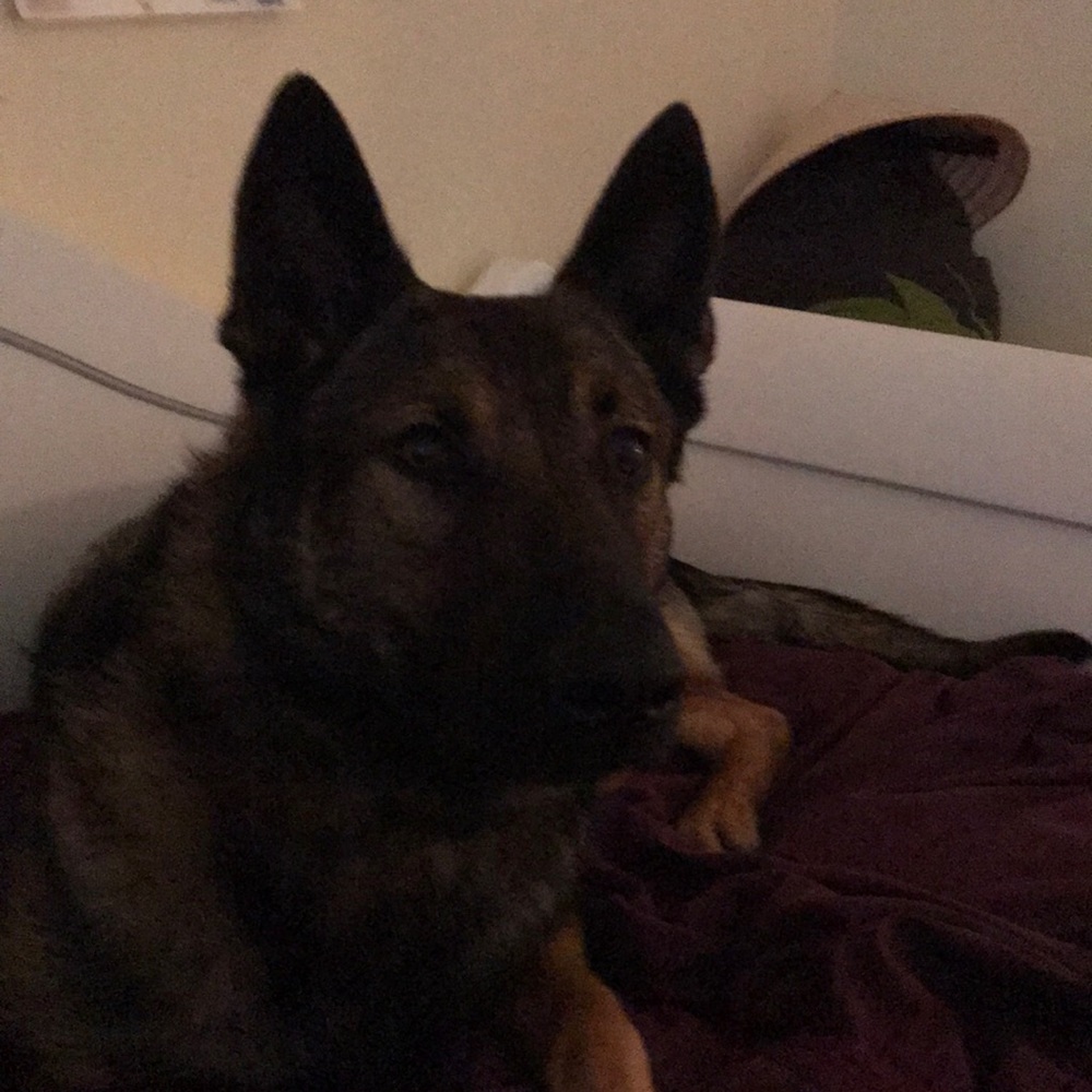 Meet your Posher, Bella